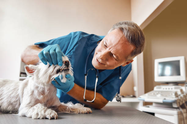 Best Dentist Open Late Near Me  in Prairie Grove, IL